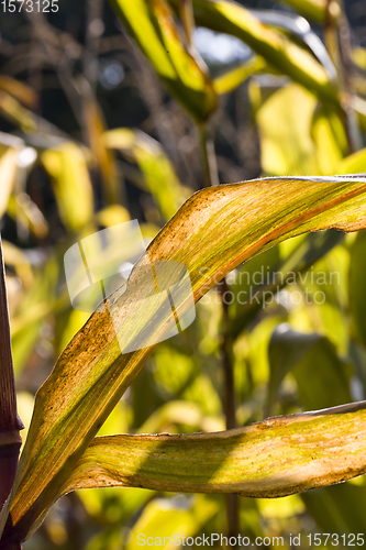 Image of yellowing and drying corn