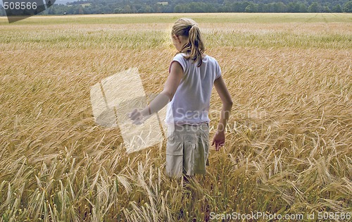 Image of WHEAT FIELD 14