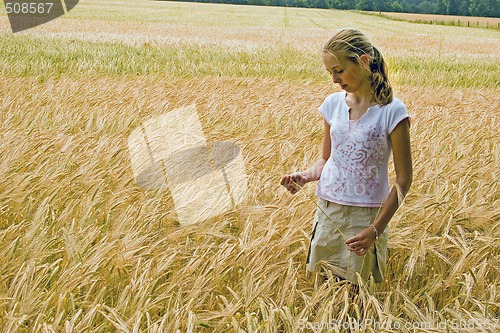 Image of WHEAT FIELD 14
