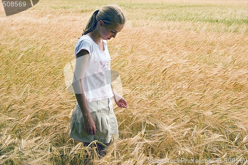 Image of WHEAT FIELD 14