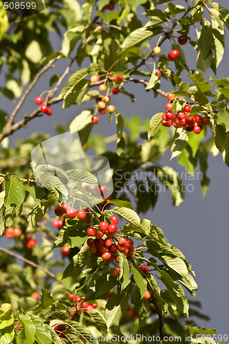 Image of ripe cherries hanging on a tree