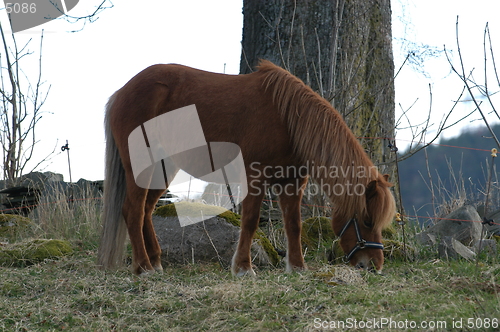 Image of Horse_1_24.04.2005
