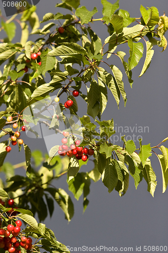 Image of ripe cherries hanging on a tree