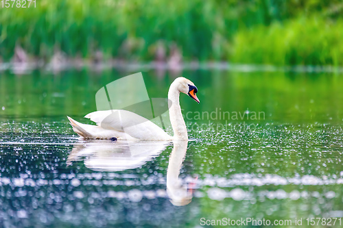 Image of Wild bird mute swan in spring on pond