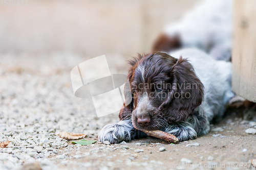 Image of portrait of dog English Cocker Spaniel puppy
