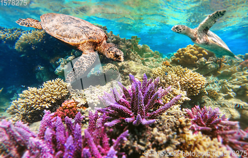 Image of Green Sea Turtle Swimming Over Coral Reef