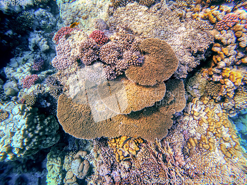 Image of Coral garden in red sea, Marsa Alam, Egypt