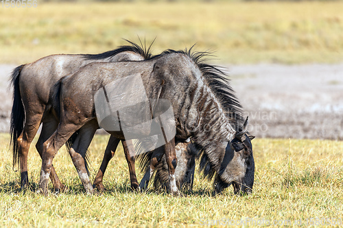 Image of Blue Wildebeest in Kalahari, South Africa