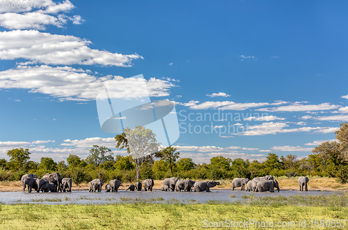 Image of African Elephant on waterhole, Africa safari wildlife