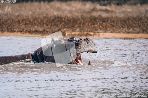 Image of Hippopotamus Botswana Africa Safari Wildlife