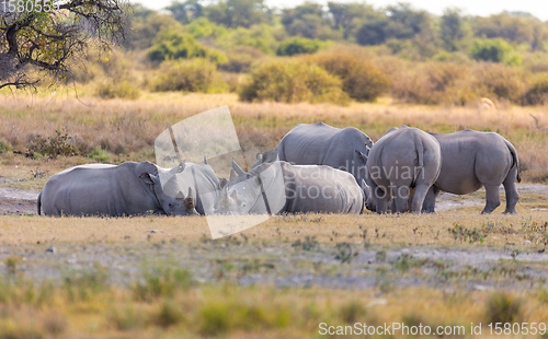 Image of endangered white rhinoceros Botswana, Africa