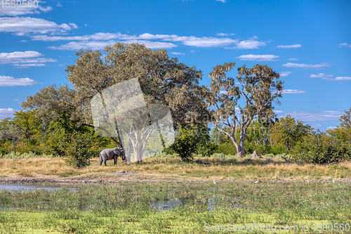 Image of African Elephant on waterhole, Africa safari wildlife