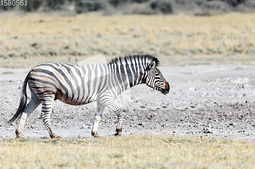 Image of Zebra in bush, Namibia Africa wildlife