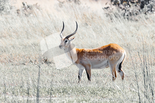 Image of southern lechwe in Okavango, Botswana, Africa