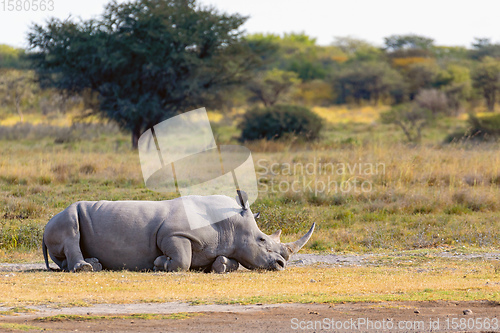 Image of Resting endangered white rhinoceros Botswana, Africa