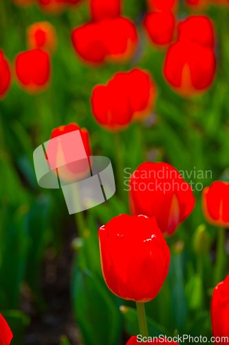 Image of colorful tulips field