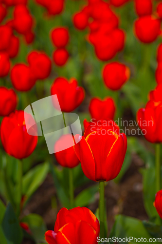 Image of colorful tulips field
