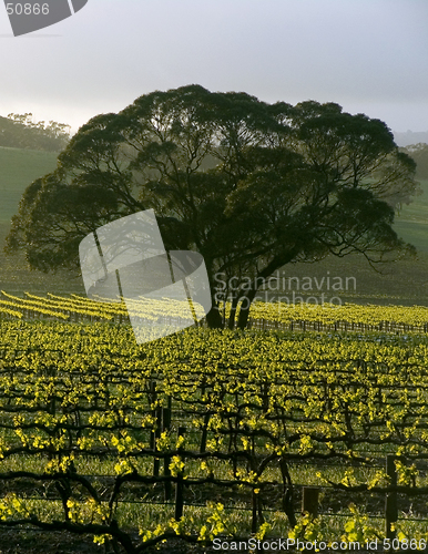 Image of Large Tree in Vineyard