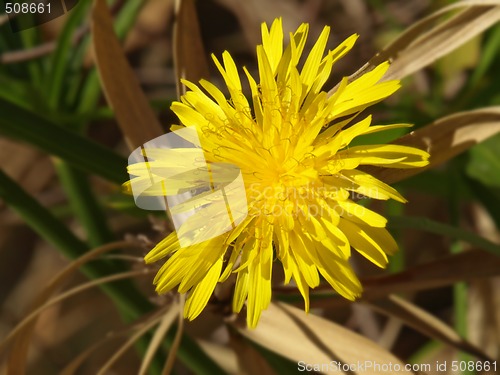 Image of yellow flower