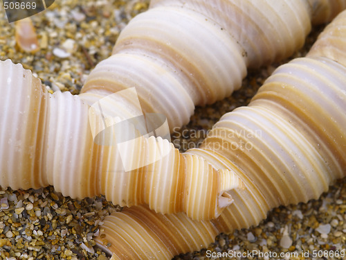 Image of snail shells