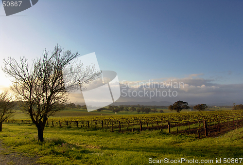 Image of Vineyard Landscape