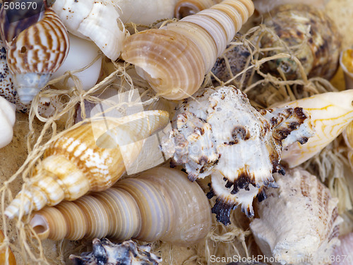 Image of snail shells