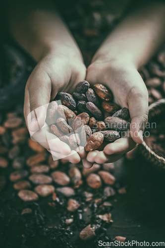 Image of Aromatic cocoa beans