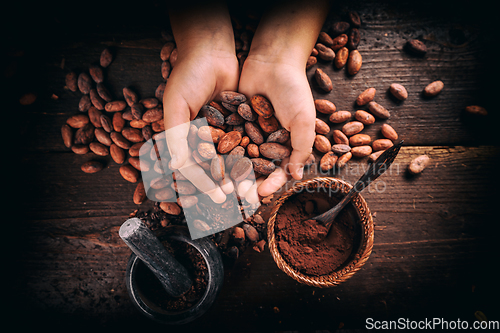 Image of Hand holding cocoa beans