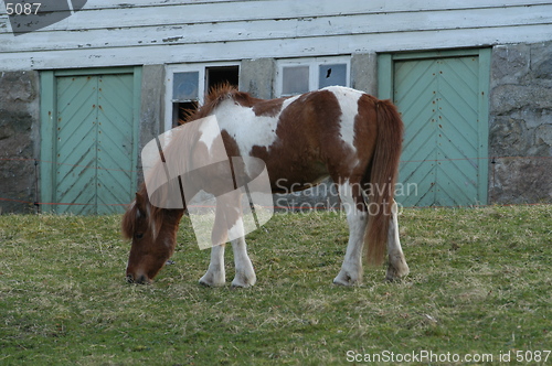 Image of Horse_2_24.04.2005