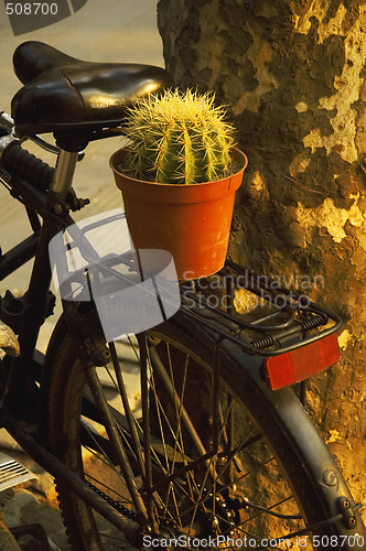 Image of bicycle and plant