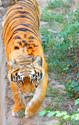 Image of Tiger