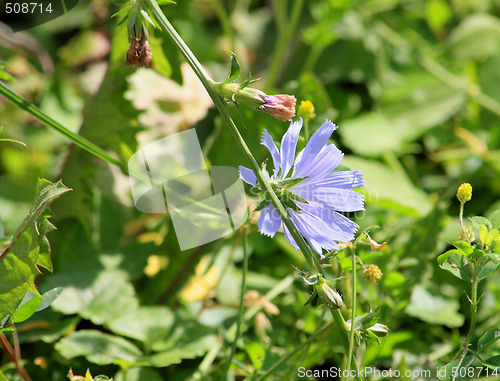 Image of Chicory