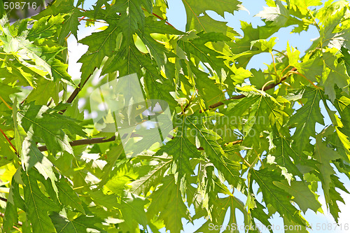 Image of Green maple leaves