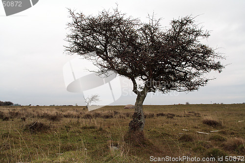 Image of Tree silhouette