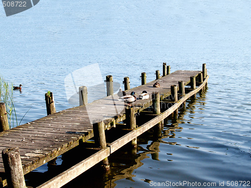 Image of Ducks sitting on a ramp at a lake
