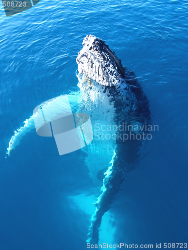 Image of Portrait of a majestic humpback whale