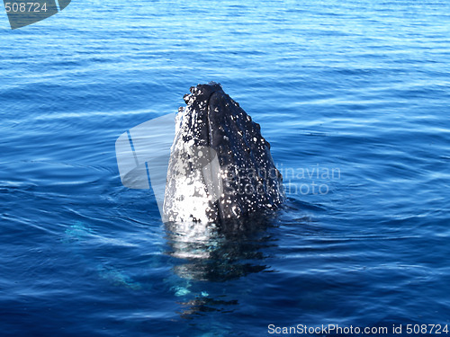 Image of Humpback whale breaching the ocean