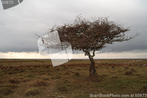 Image of Tree silhouette II