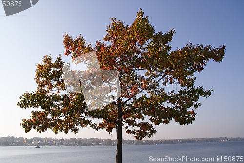 Image of Tree crown