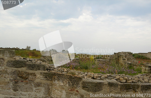 Image of Field of Flowers