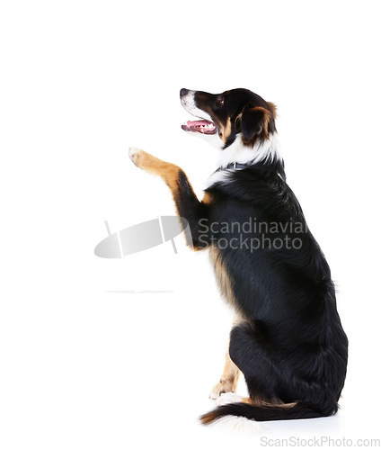 Image of Border collie, studio and dogs with paw trick, white background or mockup space. Smart pets, loyalty and dog paw on studio background for attention, playing and training, curious animals or black fur