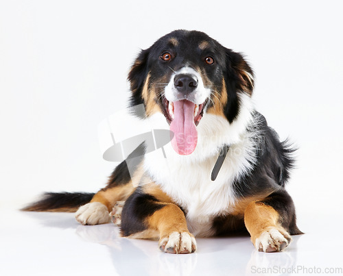 Image of Portrait of puppy, dog and animal care fur with tongue and border collie animal against white background. Animal shelter, adoption mockup with pet care, wellness and foster dogs with domestic pets