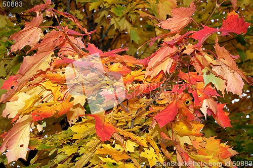 Image of Autumn colors