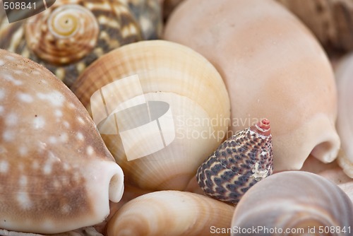 Image of seashells