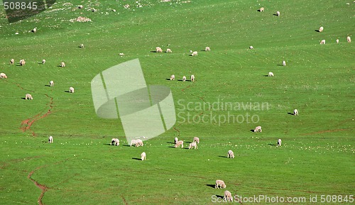Image of sheep in the field
