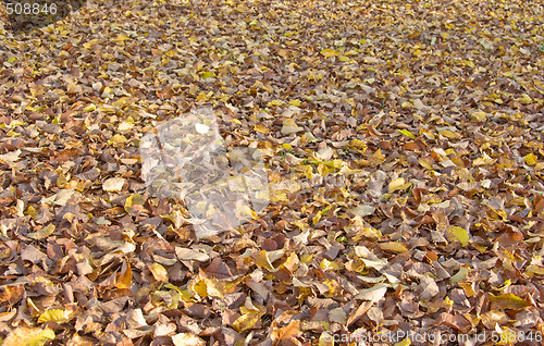 Image of autumn leaves