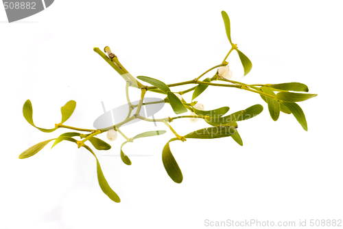 Image of mistletoe