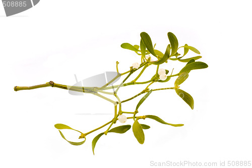 Image of mistletoe