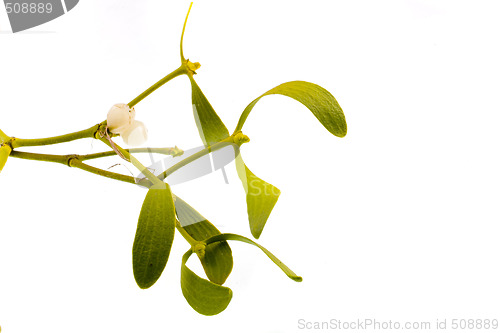 Image of mistletoe