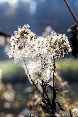 Image of plants in bloom